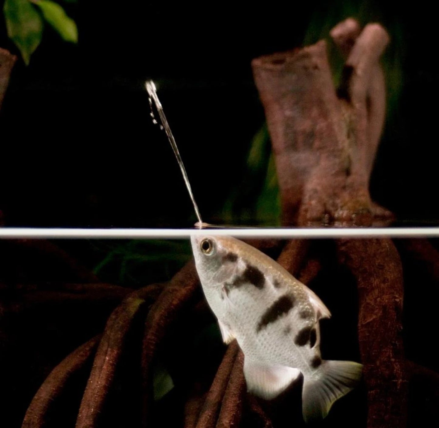 Archer Fish - 5cm