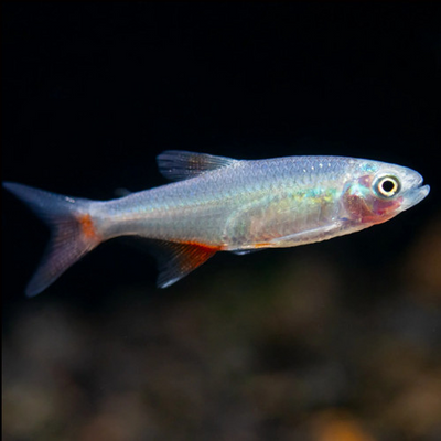 Argentine Bloodfin - 2.3cm
