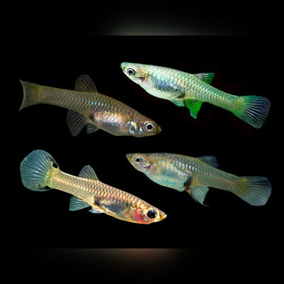 Endler Guppy Mix Female - L