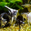 AngelFish Mix