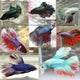 Assorted Betta Male