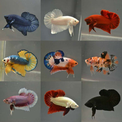 Assorted Betta Plakat Fancy Female - 5cm