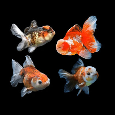 Oranda Goldfish Rosetail 7-8cm