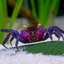 Assorted Vampire Crab - 2cm