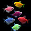 Glow Tetra
