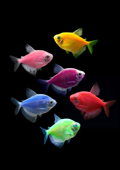 Glow Tetra