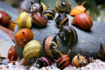 Nerite Snail