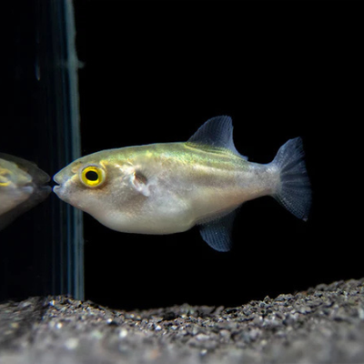 Avocado Puffer - 4cm