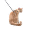 Confetti Cat Harness & Lead - Mauve / XS