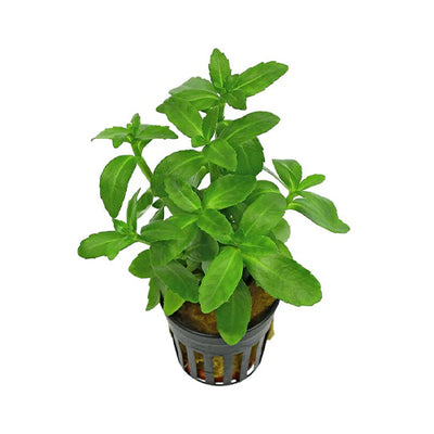 Bacopa Madagascariensis