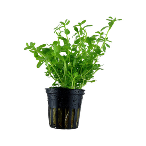 Bacopa Monnieri