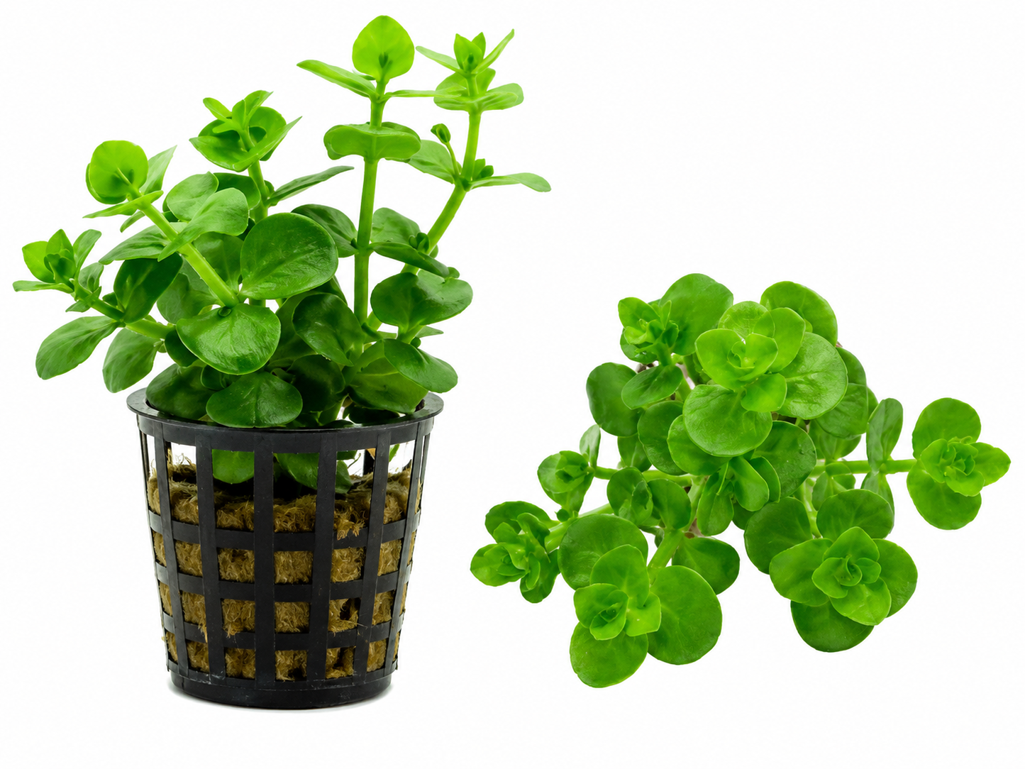 Bacopa Rotundifolia