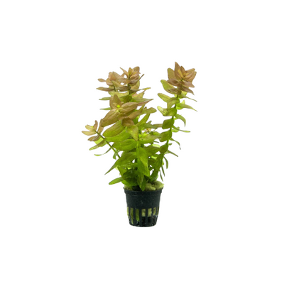 Bacopa Caroliniana ' Yellow Flame'