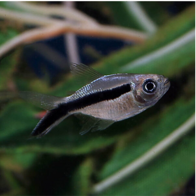 Balloon Penguin Tetra - 2cm
