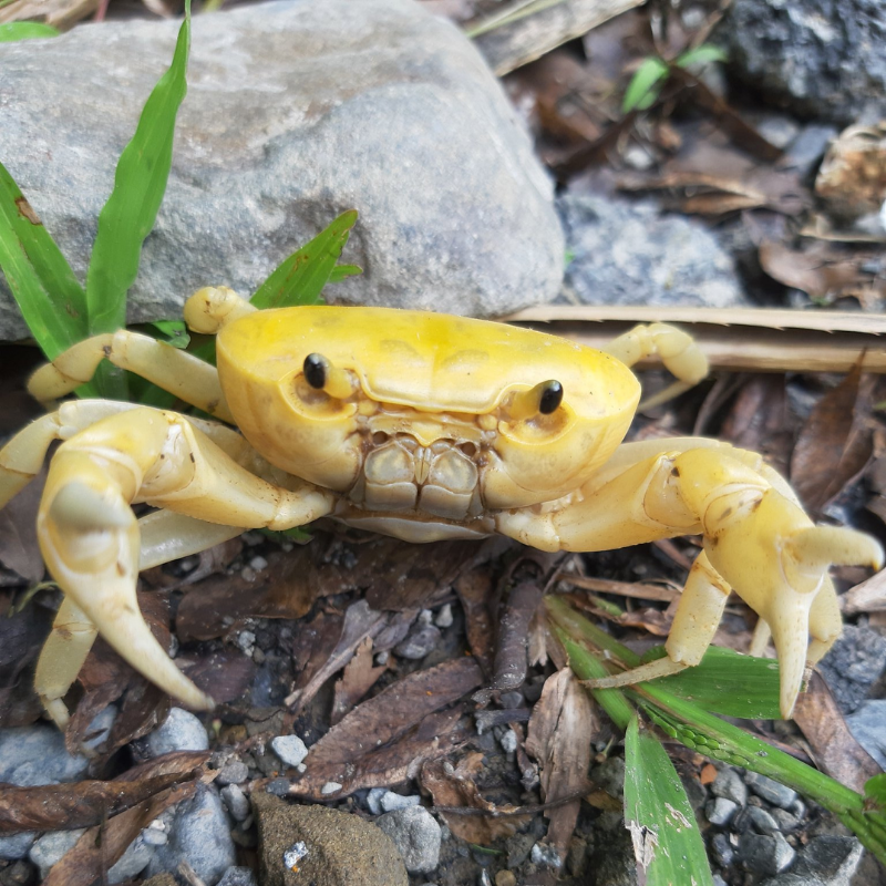 Banana Crab