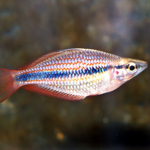 Banded Rainbowfish (M.trifasciata) - 7.5cm