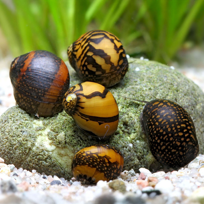 Batik Snail
