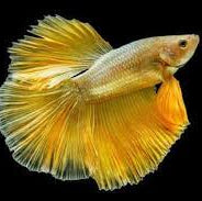 Betta 24K Gold Male - L