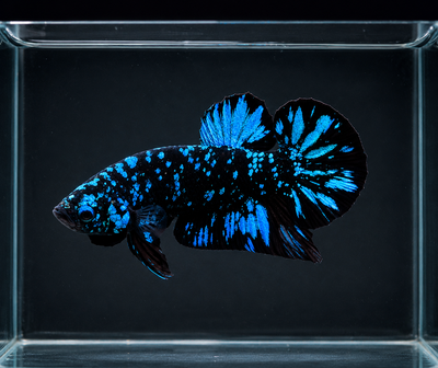Betta Avatar Blue