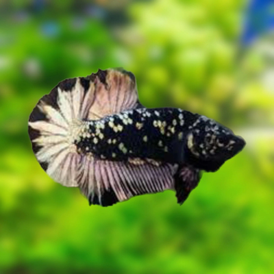 Betta Avatar Copper Male - 5cm