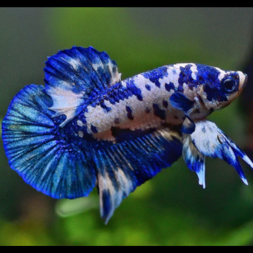Betta Blue Panda Male - 5cm