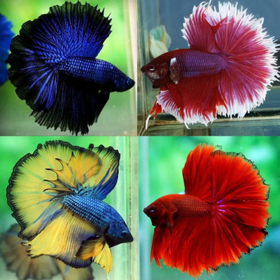 Betta Full Moon