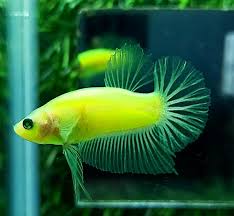 Betta Glow Plakat
