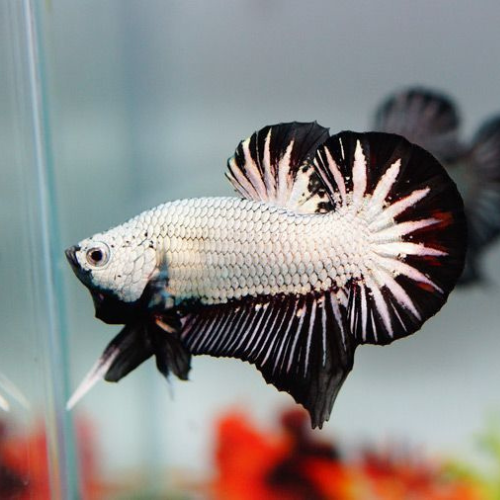 Betta HMPK Black Dragon