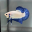 Betta HMPK Blue Rim