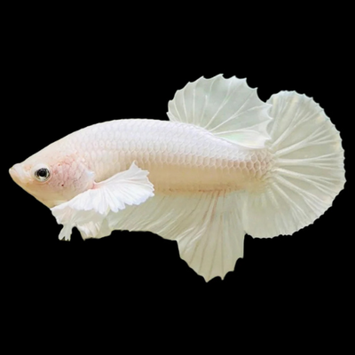 Betta HMPK Dumbo White