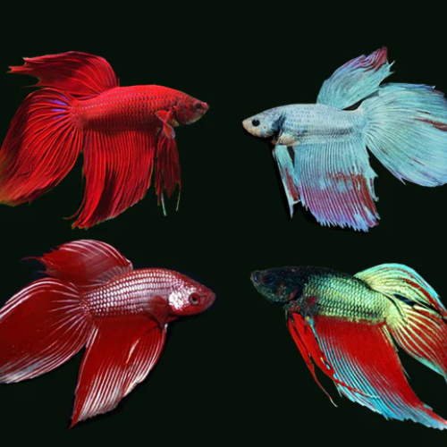 Betta Longfin Male - 5cm