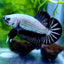 Betta HMPK Black Dragon