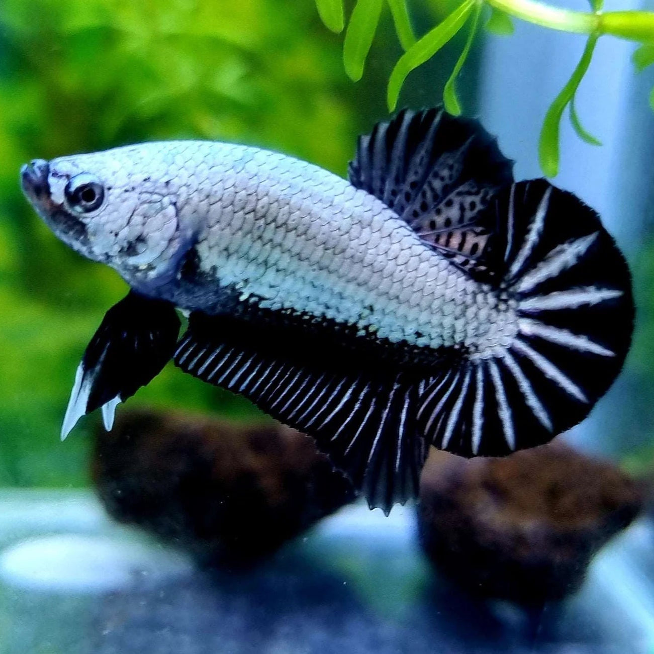 Betta HMPK Black Dragon
