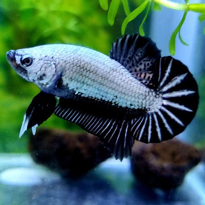 Betta HMPK Black Dragon