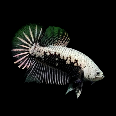 Betta HMPK Black Samurai