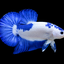 Betta Blue Panda Male - 5cm