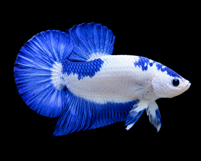 Betta Blue Panda Male - 5cm