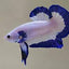 Betta HMPK Blue Rim