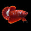 Betta Hellboy - 5cm