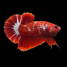 Betta Hellboy - 5cm