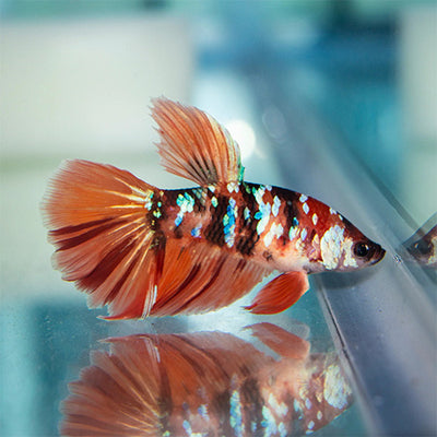 Betta Koi