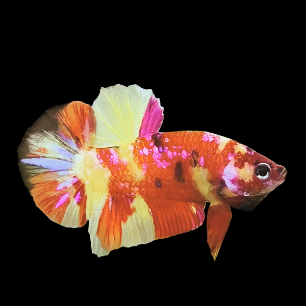 Betta Koi