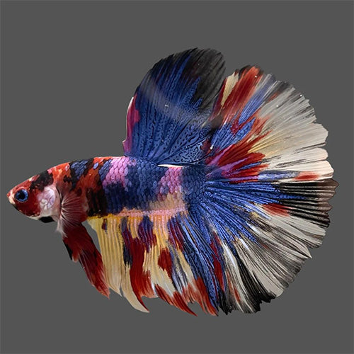 Betta Koi