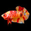 Bett Nemo Koi Male - L