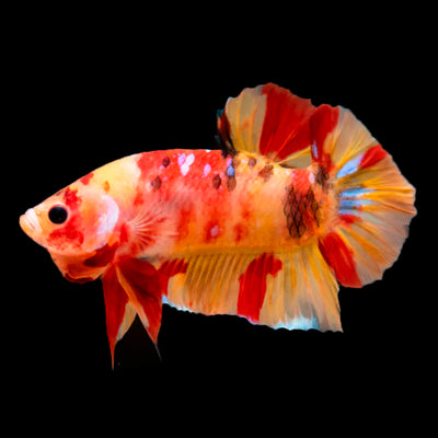 Bett Nemo Koi Male - L