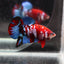 Betta Koi Red Galaxy - L