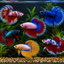 Betta Super Delta