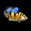 Betta Yellow Koi - 5cm