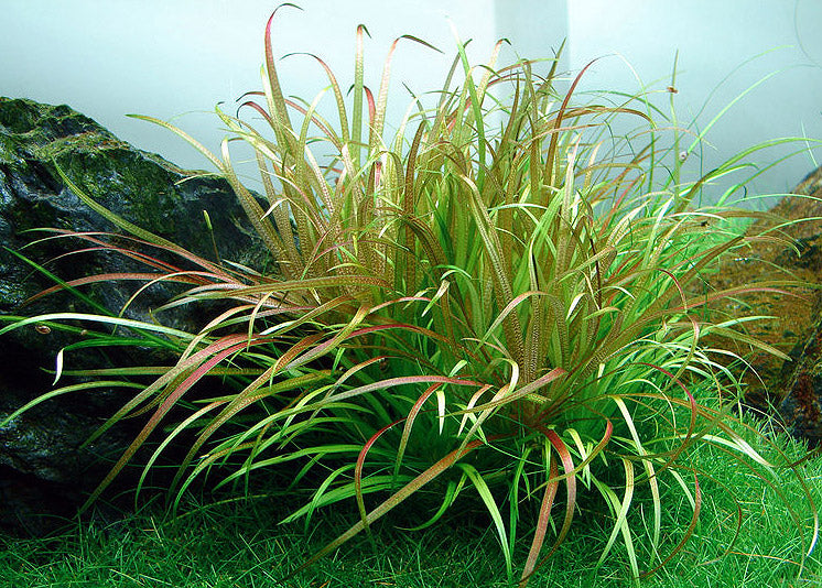 Biyxa Japonica