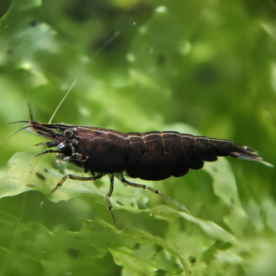 Black Choco Shrimp - 2cm